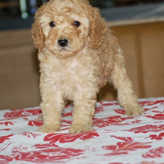 chiot Caniche Fauve or Betka col violet Elevage zadatis  caniche , teckel  