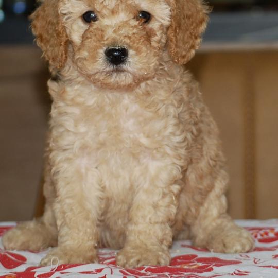chiot Caniche Fauve or Betka col violet Elevage zadatis  caniche , teckel  
