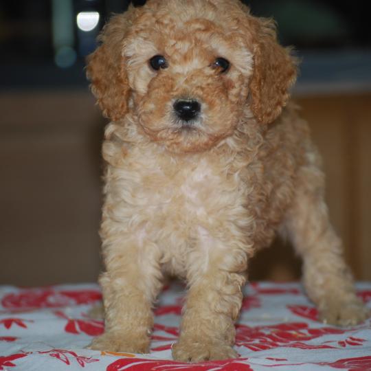 chiot Caniche Fauve or Betka col violet Elevage zadatis  caniche , teckel  