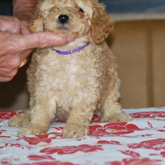 chiot Caniche Fauve or Betka col violet Elevage zadatis  caniche , teckel  