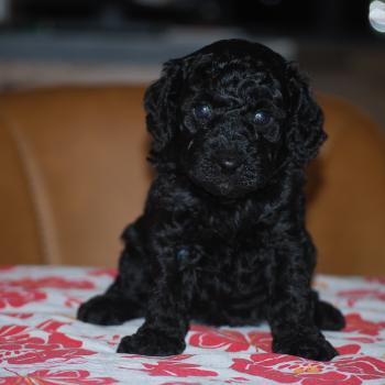 ZADATIS Betsy col rose Femelle Caniche