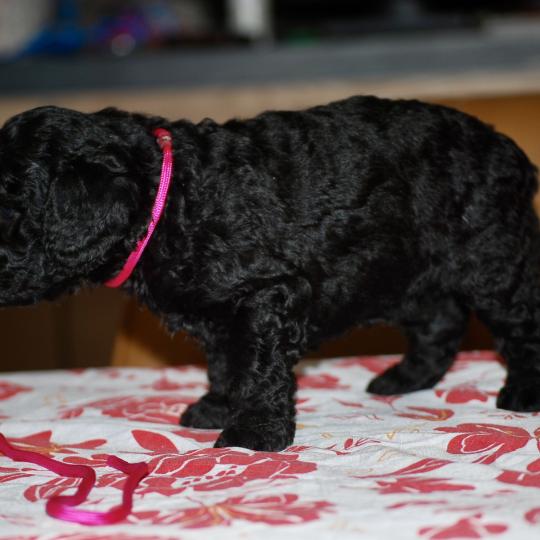chiot Caniche Noire Betsy col rose Elevage zadatis  caniche , teckel  