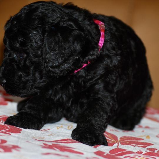 chiot Caniche Noire Betsy col rose Elevage zadatis  caniche , teckel  