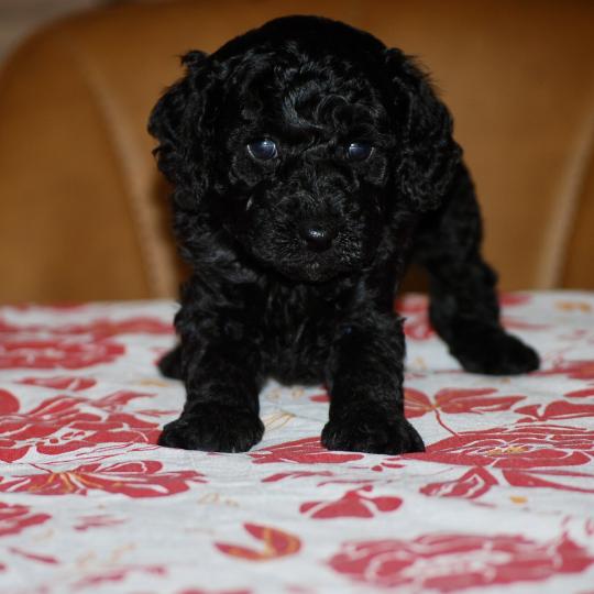 chiot Caniche Noire Betsy col rose Elevage zadatis  caniche , teckel  