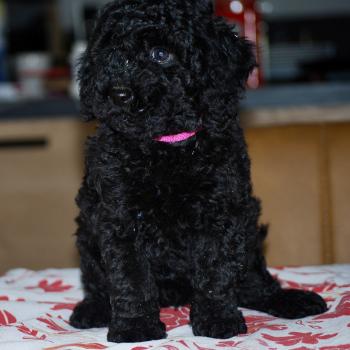 ZADATIS Betsy col rose Femelle Caniche