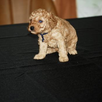 ZADATIS Beyla collier noir Femelle Caniche