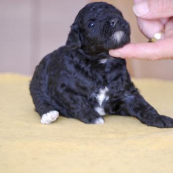 ZADATIS Bekkie Femelle Caniche