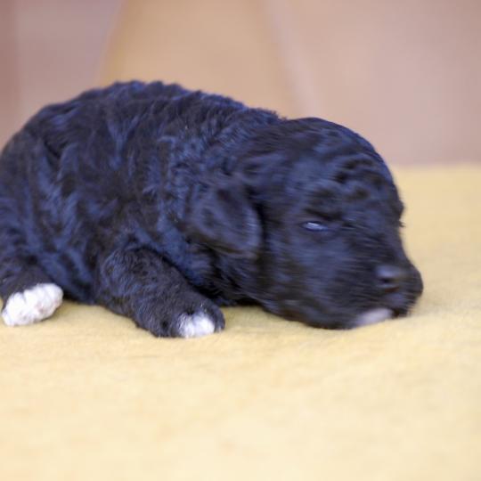 chiot Caniche Noire et blanche Bicolore Elevage zadatis  caniche , teckel  