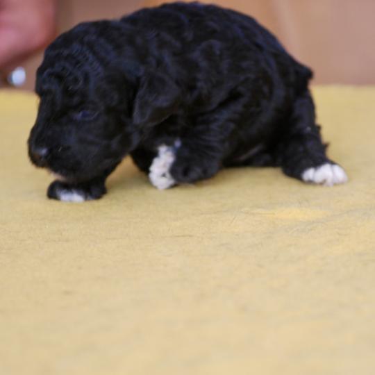 chiot Caniche Noire et blanche Bicolore Elevage zadatis  caniche , teckel  