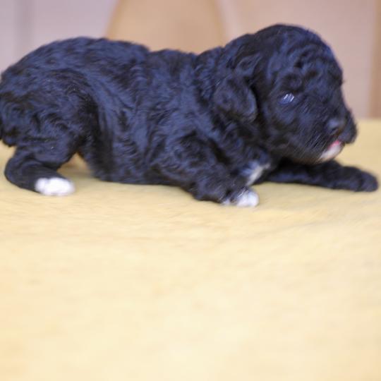 chiot Caniche Noire et blanche Bicolore Elevage zadatis  caniche , teckel  