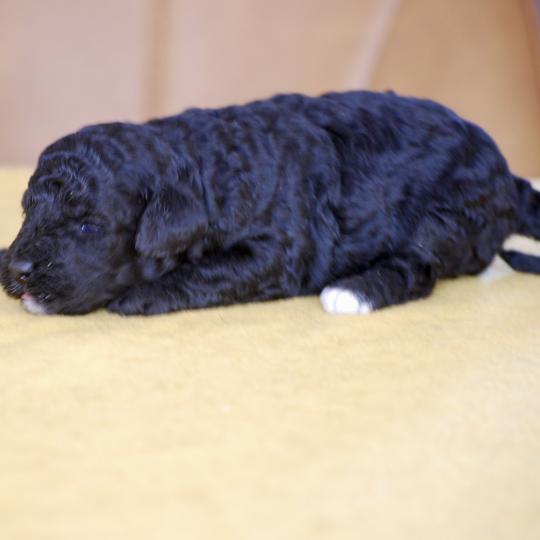 chiot Caniche Noire et blanche Bicolore Elevage zadatis  caniche , teckel  