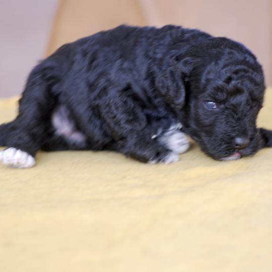 chiot Caniche Noire et blanche Bicolore Elevage zadatis  caniche , teckel  