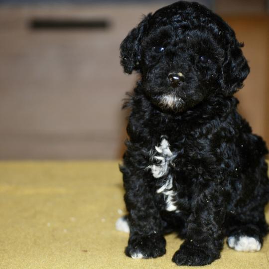 chiot Caniche Noire et blanche Bekkie Elevage zadatis  caniche , teckel  