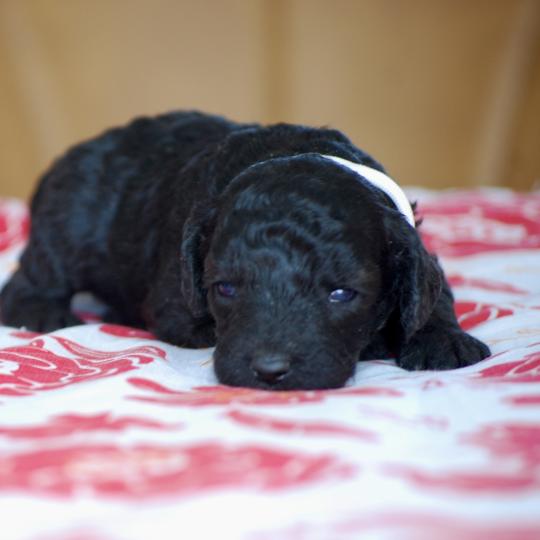 chiot Caniche Noire Bidja col blanc Elevage zadatis  caniche , teckel  