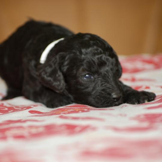 chiot Caniche Noire Bidja col blanc Elevage zadatis  caniche , teckel  