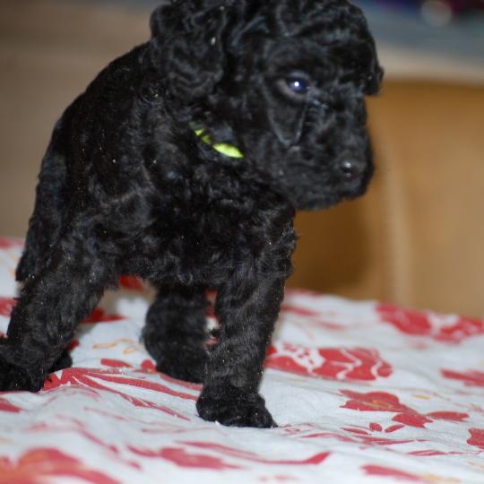 chiot Caniche Noire Bidja col blanc Elevage zadatis  caniche , teckel  