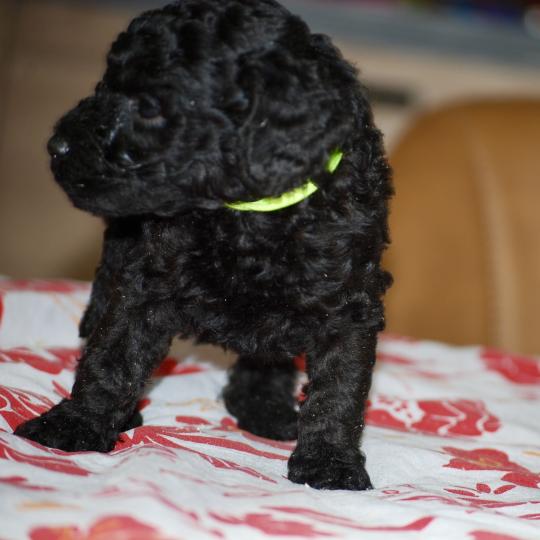 chiot Caniche Noire Bidja col blanc Elevage zadatis  caniche , teckel  