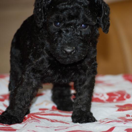 chiot Caniche Noire Bidja col blanc Elevage zadatis  caniche , teckel  