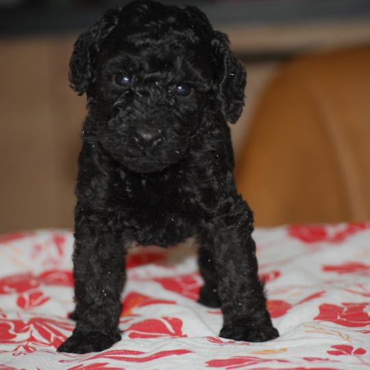 chiot Caniche Noire Bidja col blanc Elevage zadatis  caniche , teckel  