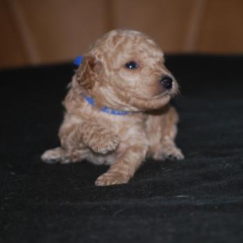 ZADATIS Bidule col bleu foncé Mâle Caniche