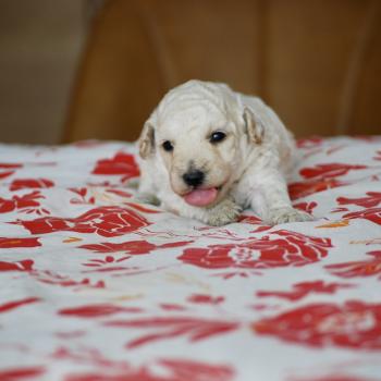ZADATIS Bijou Mâle Caniche