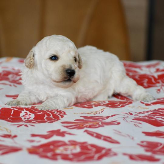 chiot Caniche Blanc Bijou Elevage zadatis  caniche , teckel  