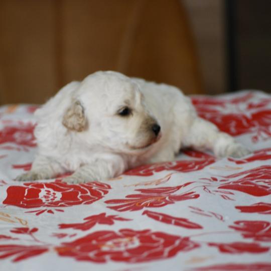 chiot Caniche Blanc Bijou Elevage zadatis  caniche , teckel  
