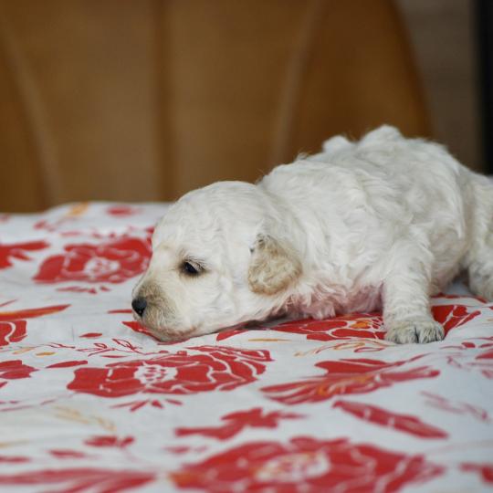 chiot Caniche Blanc Bijou Elevage zadatis  caniche , teckel  