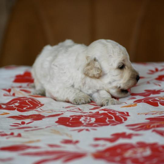 chiot Caniche Blanc Bijou Elevage zadatis  caniche , teckel  