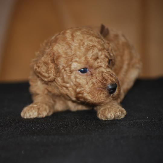 ZADATIS Binôme marron Mâle Caniche