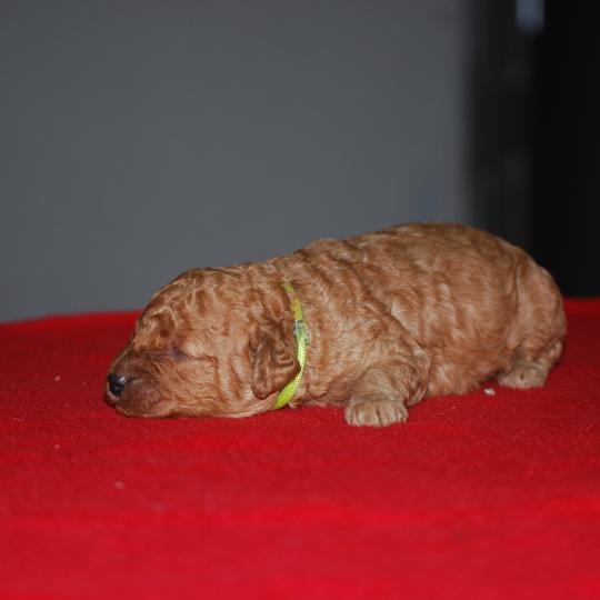 ZADATIS Binôme Mâle Caniche