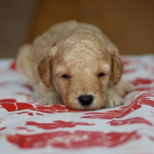 chiot Caniche Caramel Bisky col bordeaux Elevage zadatis  caniche , teckel  
