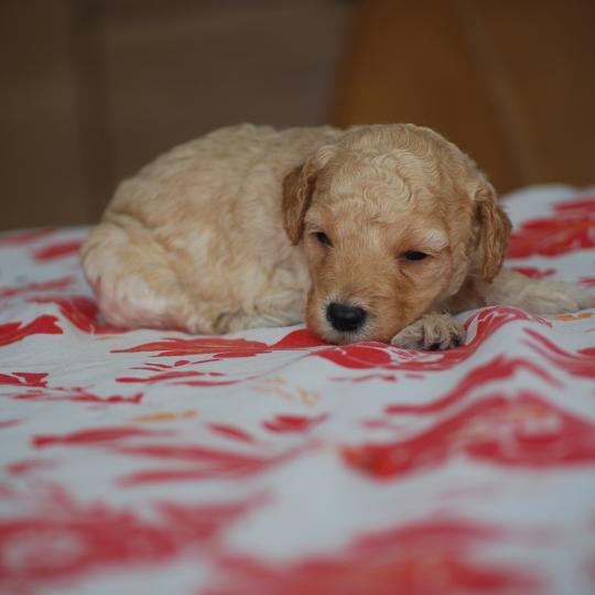 chiot Caniche Caramel Bisky col bordeaux Elevage zadatis  caniche , teckel  