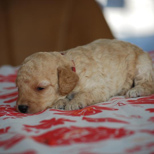 chiot Caniche Caramel Bisky col bordeaux Elevage zadatis  caniche , teckel  