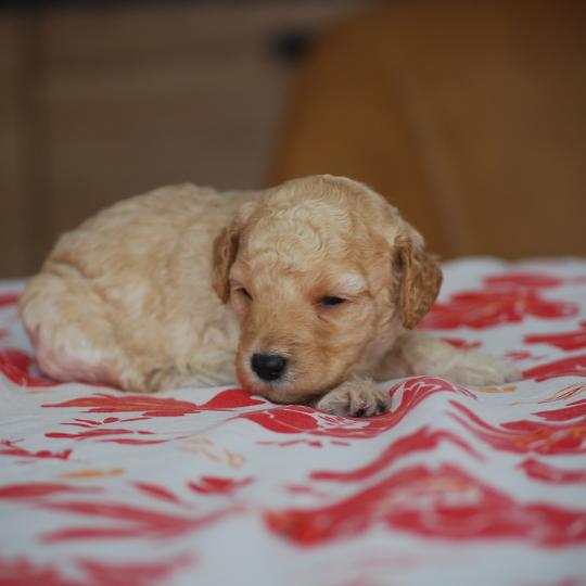 chiot Caniche Caramel Bisky col bordeaux Elevage zadatis  caniche , teckel  