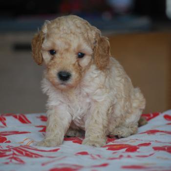 ZADATIS Bisky col bordeaux Femelle Caniche