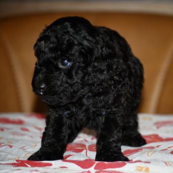 ZADATIS Bizou col bleu Mâle Caniche