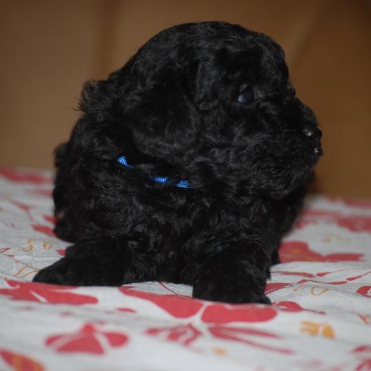 chiot Caniche Noir Bizou col bleu Elevage zadatis  caniche , teckel  