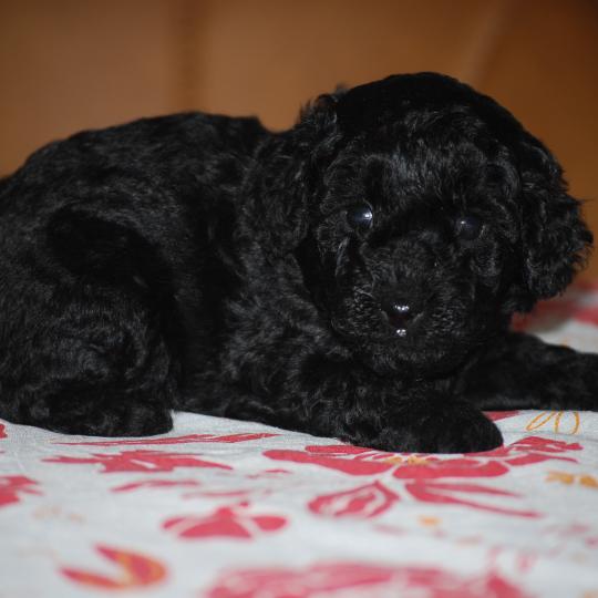 chiot Caniche Noir Bizou col bleu Elevage zadatis  caniche , teckel  