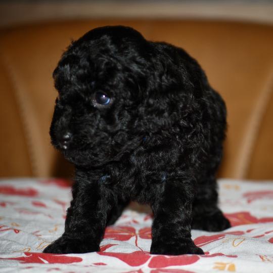chiot Caniche Noir Bizou col bleu Elevage zadatis  caniche , teckel  