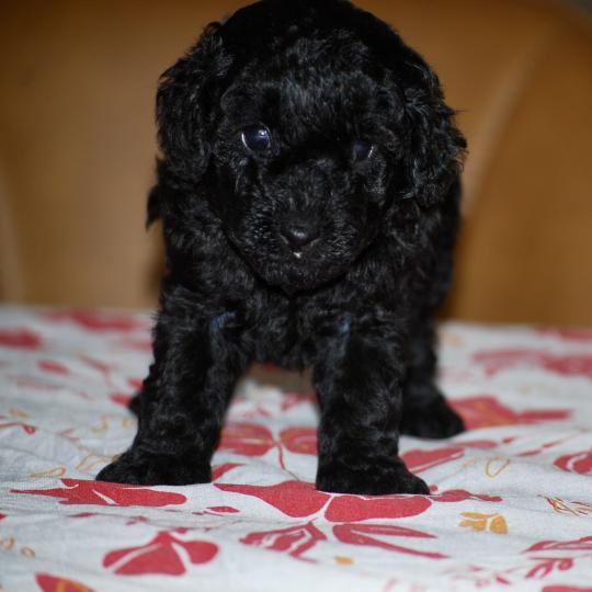 chiot Caniche Noir Bizou col bleu Elevage zadatis  caniche , teckel  