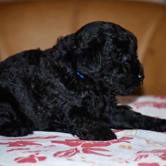 chiot Caniche Noir Bizou col bleu Elevage zadatis  caniche , teckel  