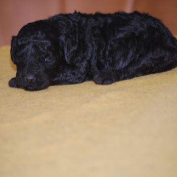 ZADATIS Blackie Femelle Caniche