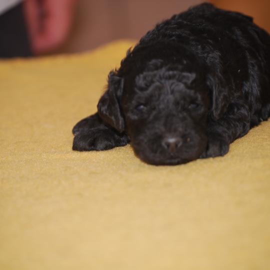 chiot Caniche Noire Blackie Elevage zadatis  caniche , teckel  