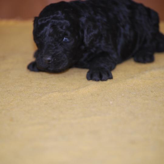 chiot Caniche Noire Blackie Elevage zadatis  caniche , teckel  