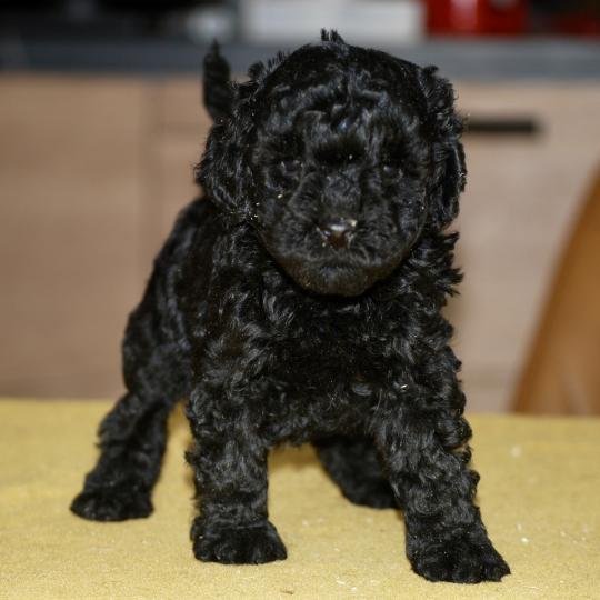 chiot Caniche Noire Blackie Elevage zadatis  caniche , teckel  