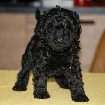 ZADATIS Blackie Femelle Caniche