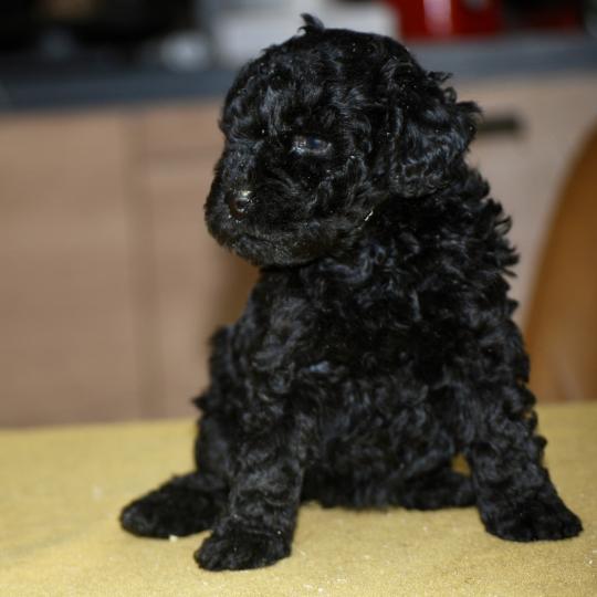 chiot Caniche Noire Blackie Elevage zadatis  caniche , teckel  