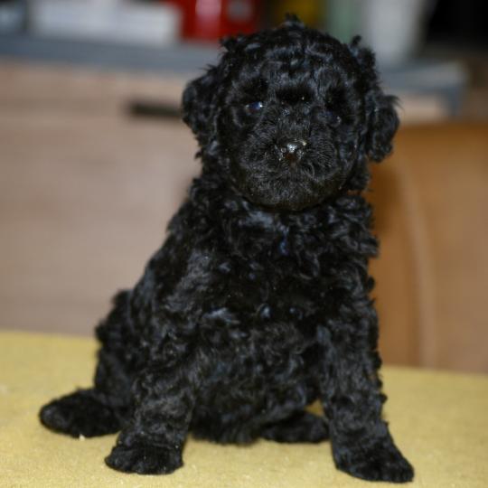 chiot Caniche Noire Blackie Elevage zadatis  caniche , teckel  
