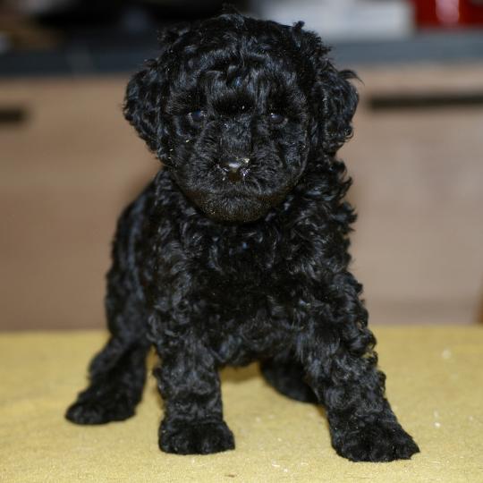 chiot Caniche Noire Blackie Elevage zadatis  caniche , teckel  